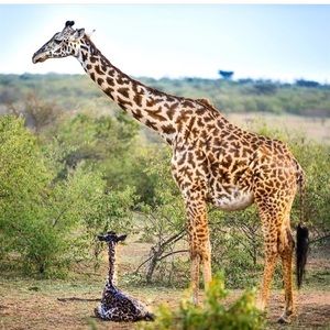 Meet your Posher, Desiree